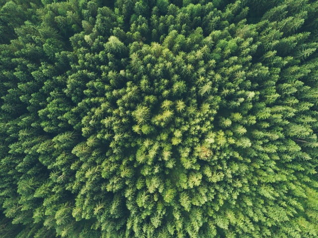 forêt vue aérienne