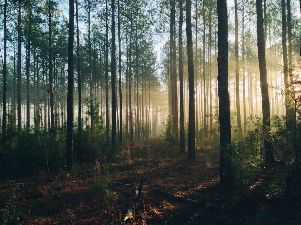 lumière et forêt